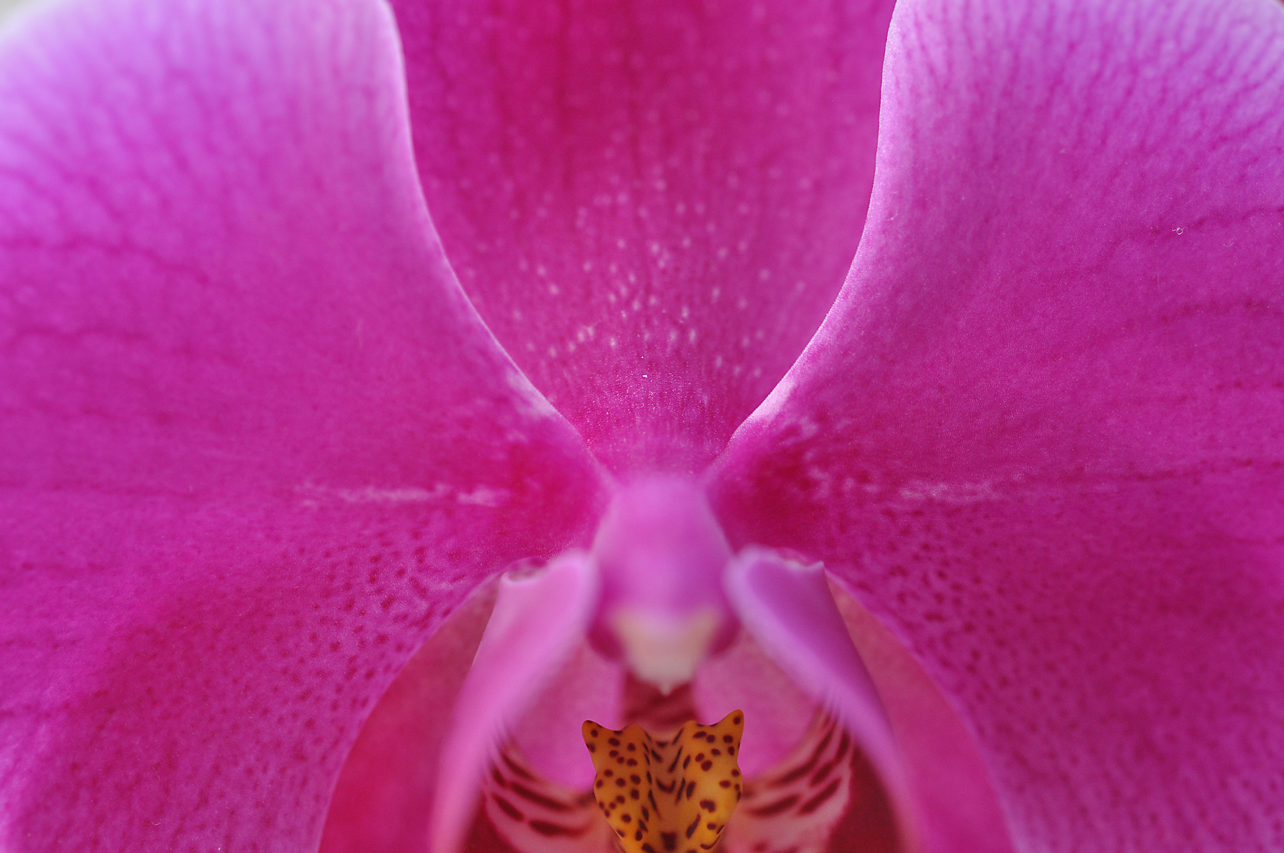 Orchidee